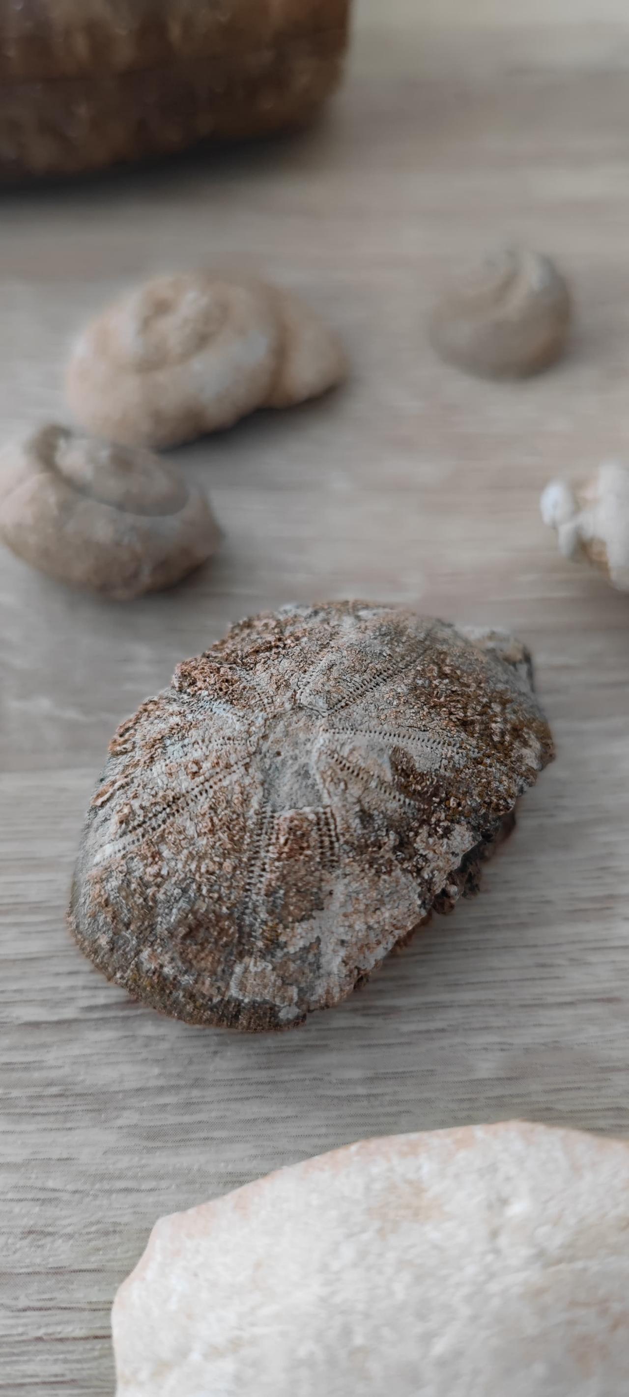 Geological activity and erosion are believed to have exposed ancient marine fossils preserved in limestone layers over millions of years. Siirt, Türkiye, May 28, 2026. (IHA Photo)