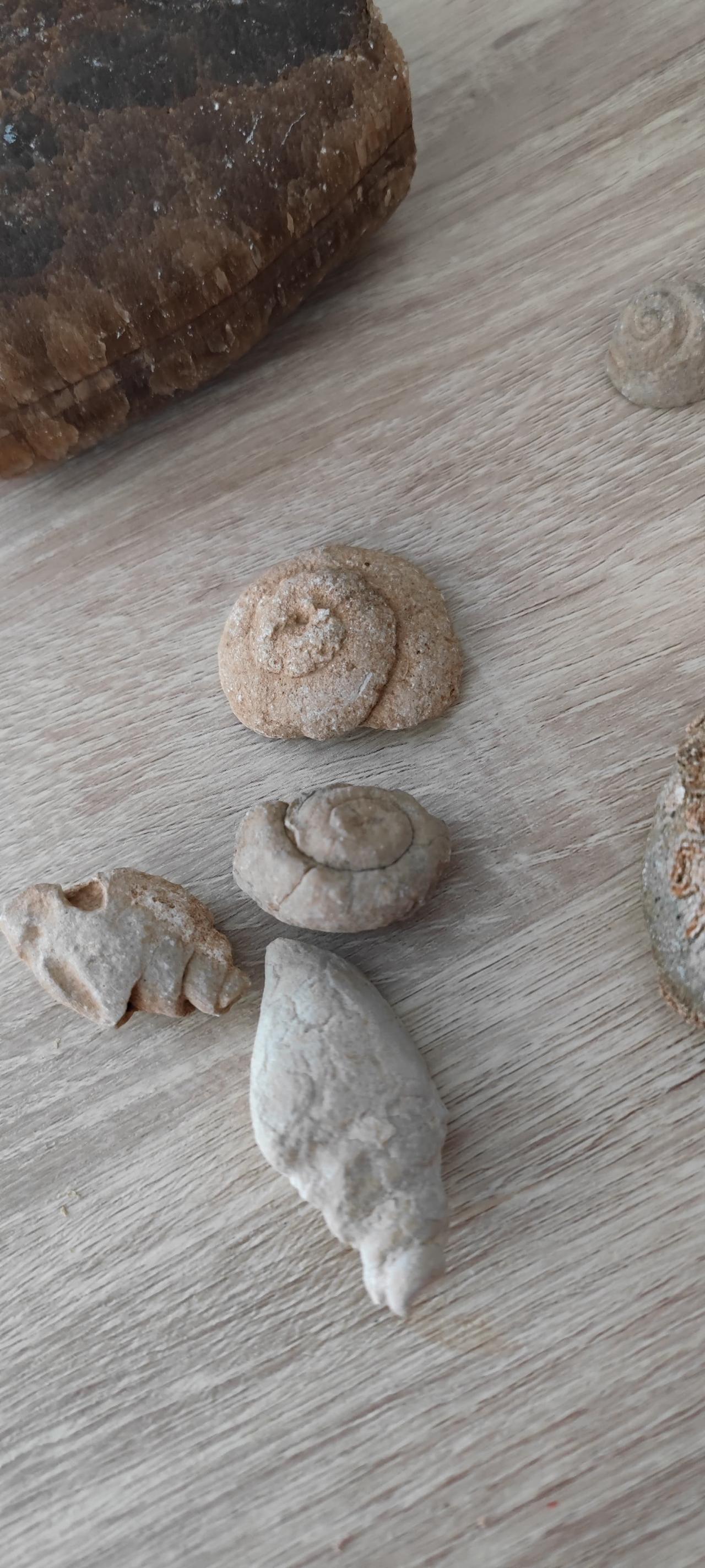 Siirt University researchers identified a rich variety of ancient sea life fossils in the Baggoze village area in Siirt, Türkiye, May 28, 2026. (IHA Photo)