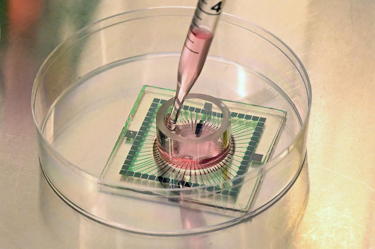Nutrients pippetted onto neurons on Micro Electrode Array chips,  May 5, 2026. (AFP Photo)
