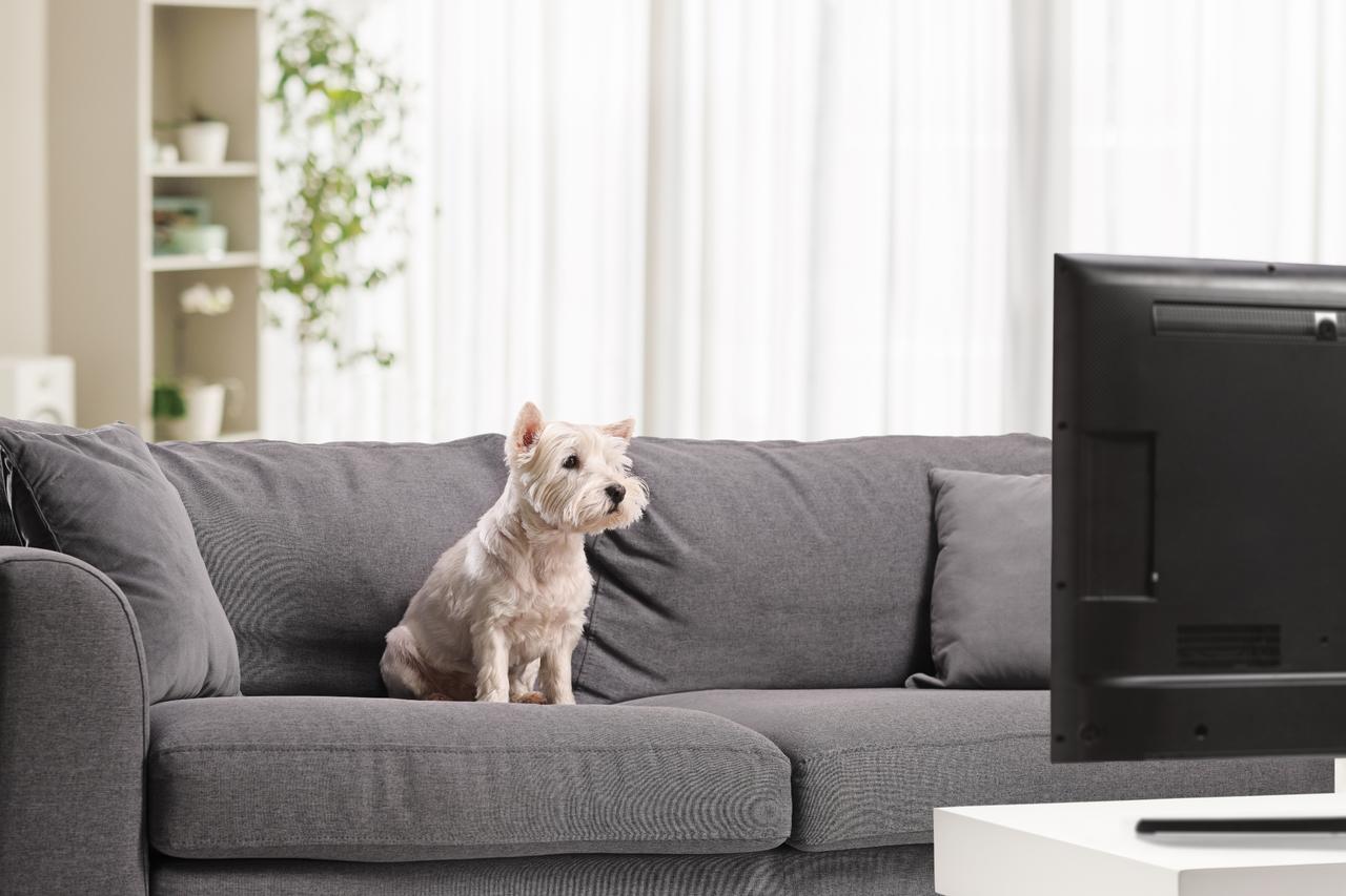Digital playlists seem to replace human interaction for pets