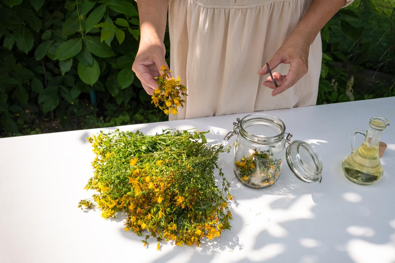 Red gold of Anatolia: Ancient art of making St. John’s Wort Oil in Türkiye
