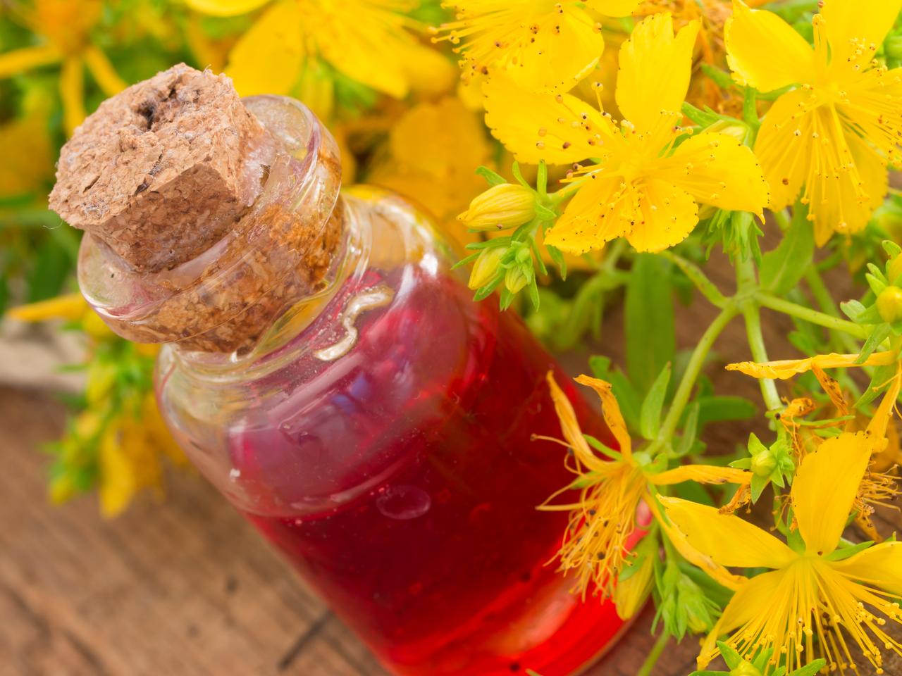 A bottle of deep red St. John’s Wort oil sits beside fresh yellow blossoms, highlighting the color change during infusion. (Adobe Stock Photo)