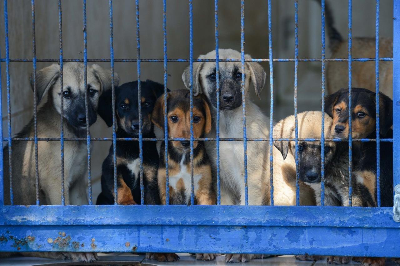 Istanbul says 46% of stray animals collected as governor orders full removal