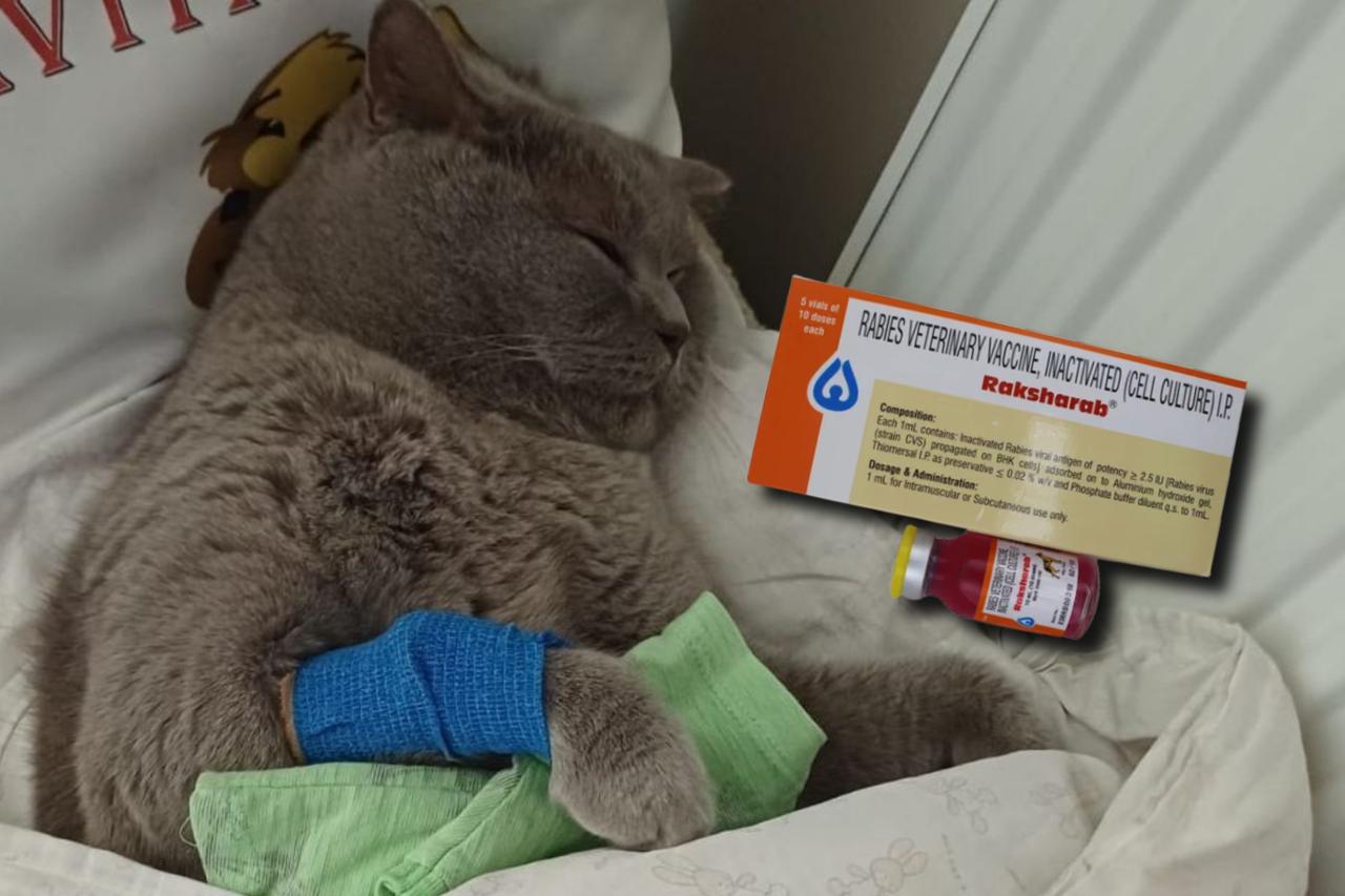 Pet death triggers complaints over Indian-made rabies vaccine in Türkiye