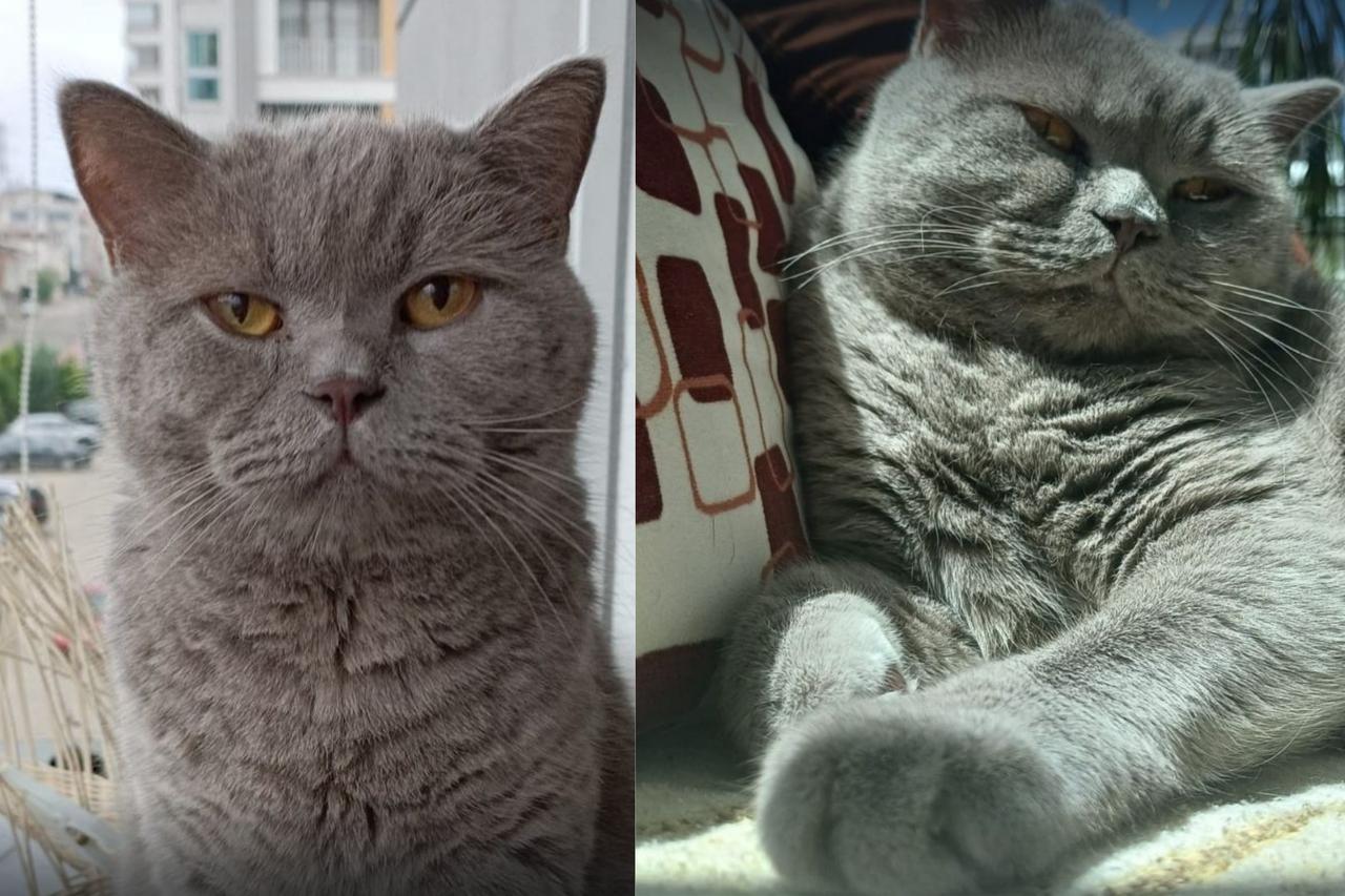 Pasa, the family’s pet cat, seen healthy and alert before falling ill following the rabies vaccination. (Photo collage by Türkiye Today team)