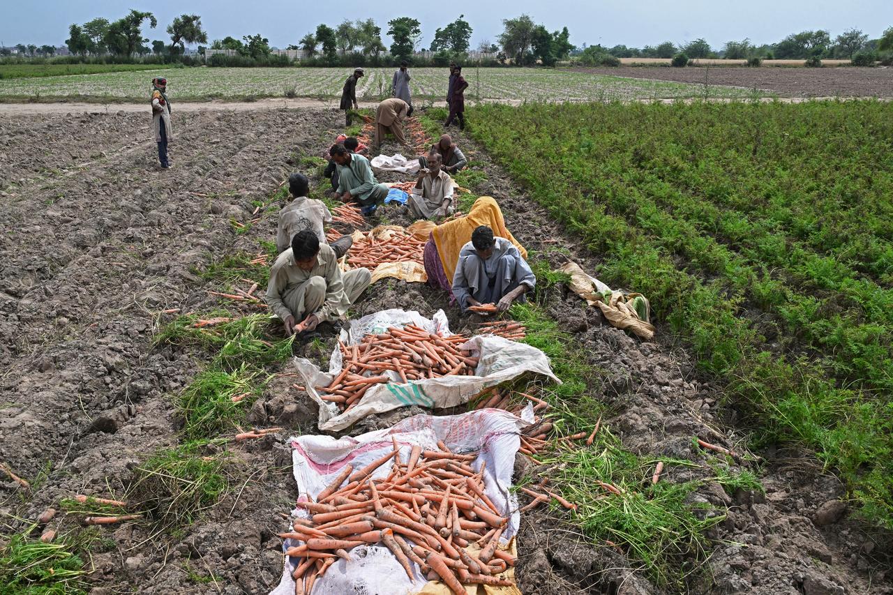 Farmers harvest carrots at a field on the outskirts of Lahore on April 19, 2026. (AFP Photo)