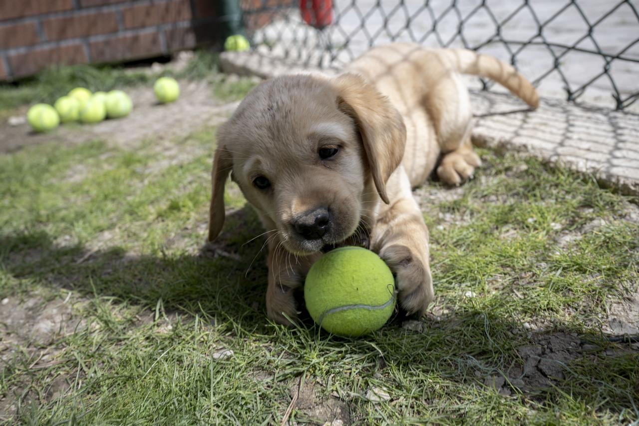 Police dogs of the Turkish General Directorate of Security undergo rigorous training and actively take part in crime-fighting operations at the Dog Training Center (KEM) in Golbasi district of Ankara, Türkiye, April 15, 2026. (AA Photo)