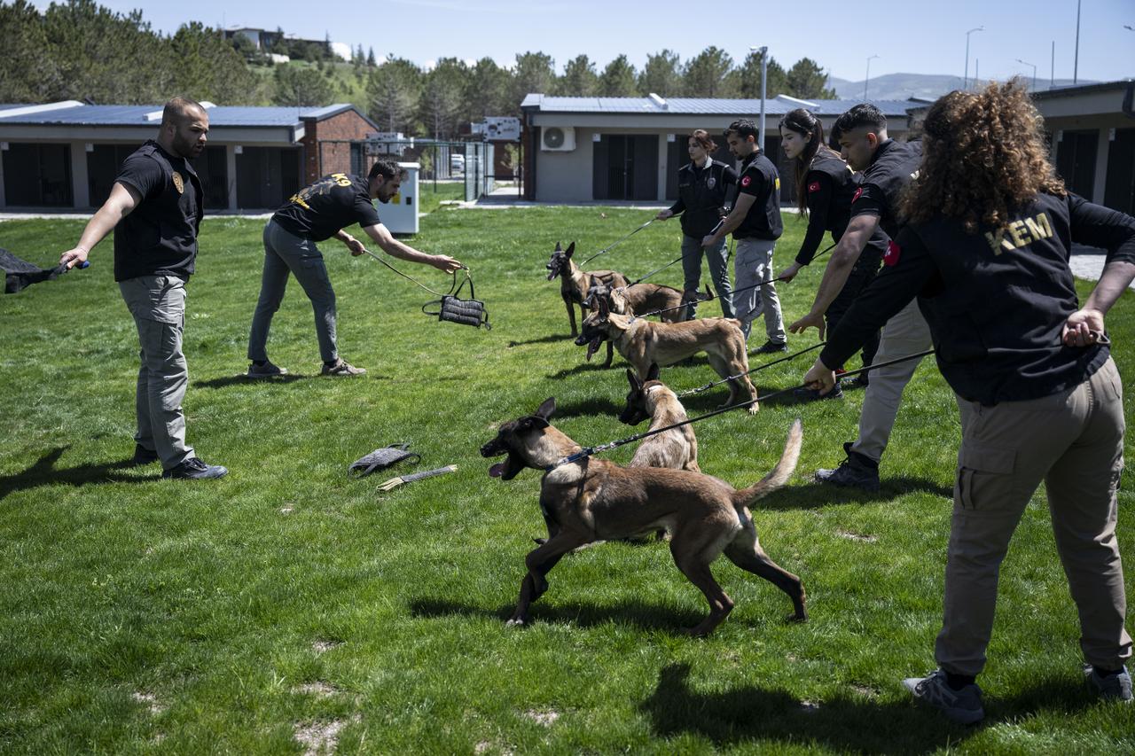 Police dogs of the Turkish General Directorate of Security undergo rigorous training and actively take part in crime-fighting operations at the Dog Training Center (KEM) in Golbasi district of Ankara, Türkiye, April 15, 2026. (AA Photo)