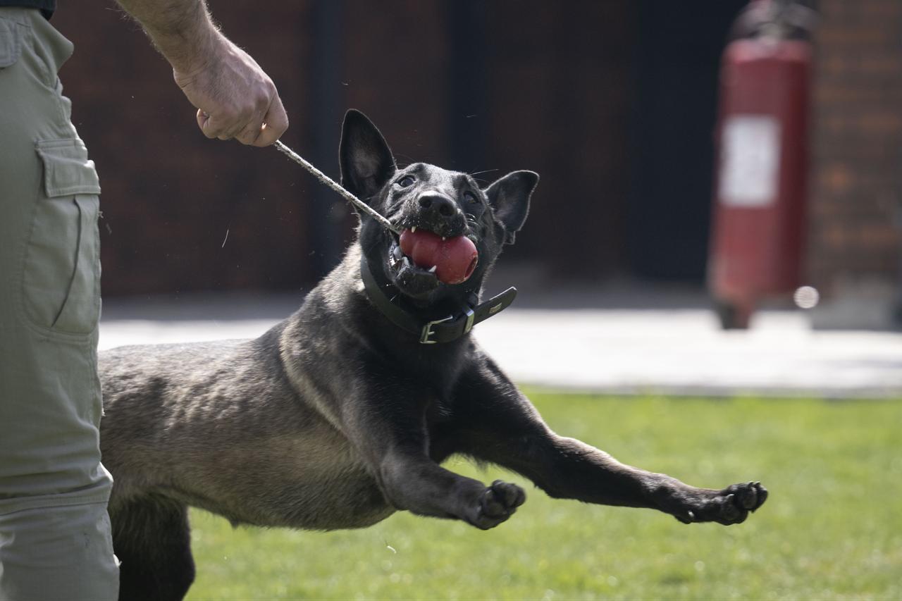 Police dogs of the Turkish General Directorate of Security undergo rigorous training and actively take part in crime-fighting operations at the Dog Training Center (KEM) in Golbasi district of Ankara, Türkiye, April 15, 2026. (AA Photo)