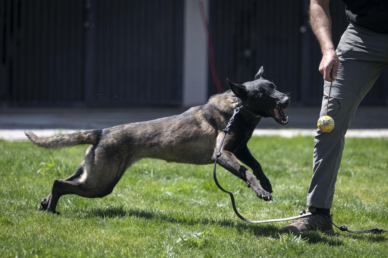 Police dogs of the Turkish General Directorate of Security undergo rigorous training and actively take part in crime-fighting operations at the Dog Training Center (KEM) in Golbasi district of Ankara, Türkiye, April 15, 2026. (AA Photo)