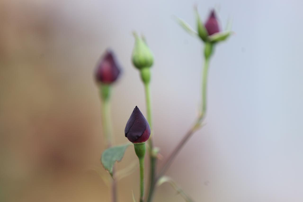 Black rose buds at different stages of growth show the plant’s distinctive dark tones before blooming. (AA Photo)