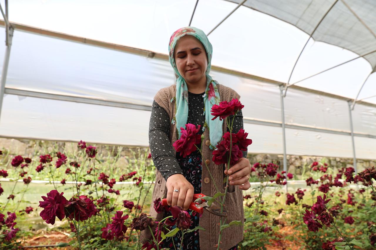 A woman cuts black rose stems during harvest, preparing them for further use in various products. (AA Photo)