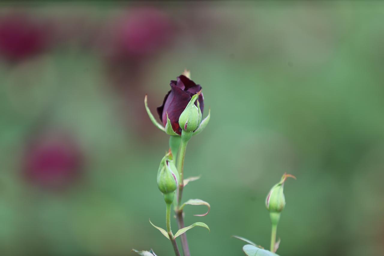 A close-up view of a Halfeti black rose bud, known for its dark color shaped by the region’s unique conditions. (AA Photo)