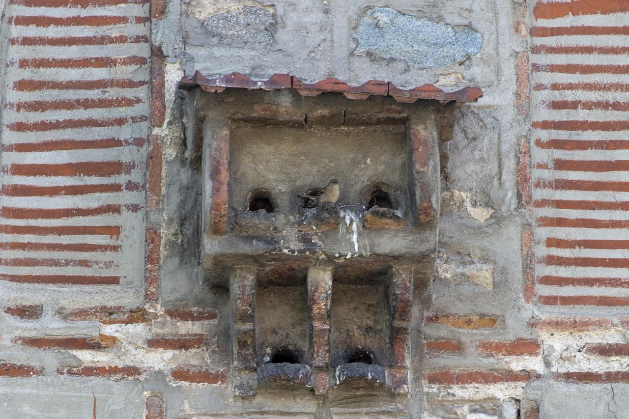 Ottoman birdhouses in Türkiye’s Bolu still shelter wildlife today