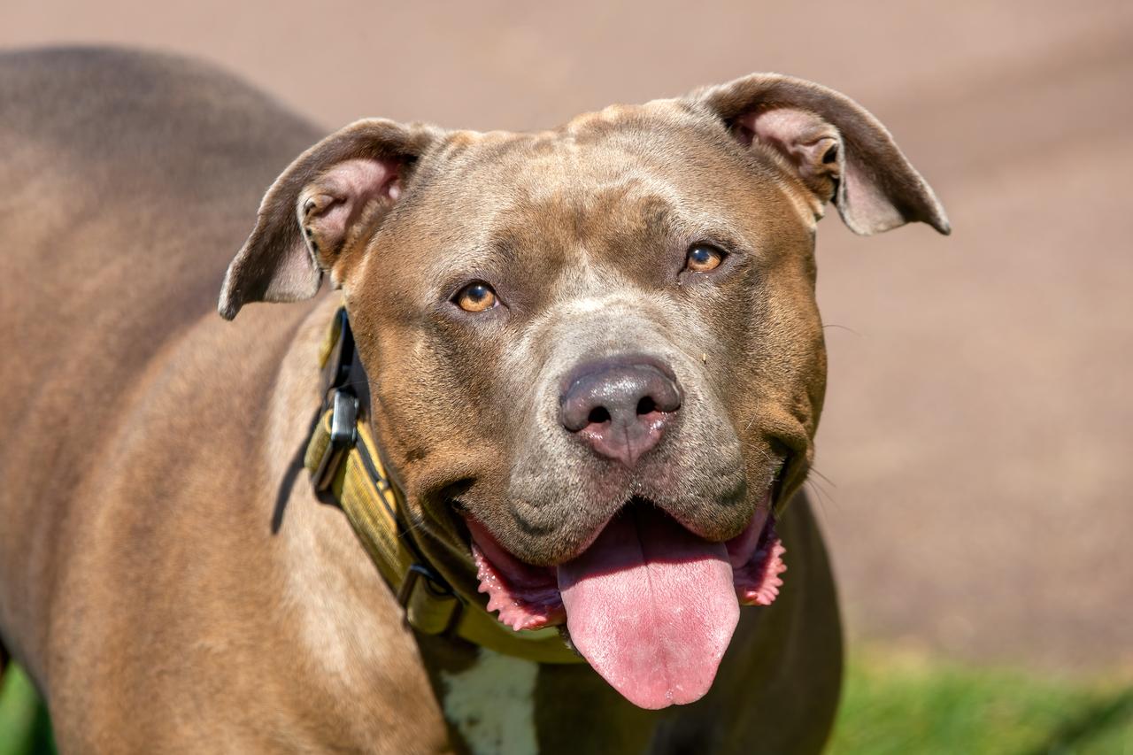 England, Wales to ban leaving children under 12 alone with XL bully dogs
