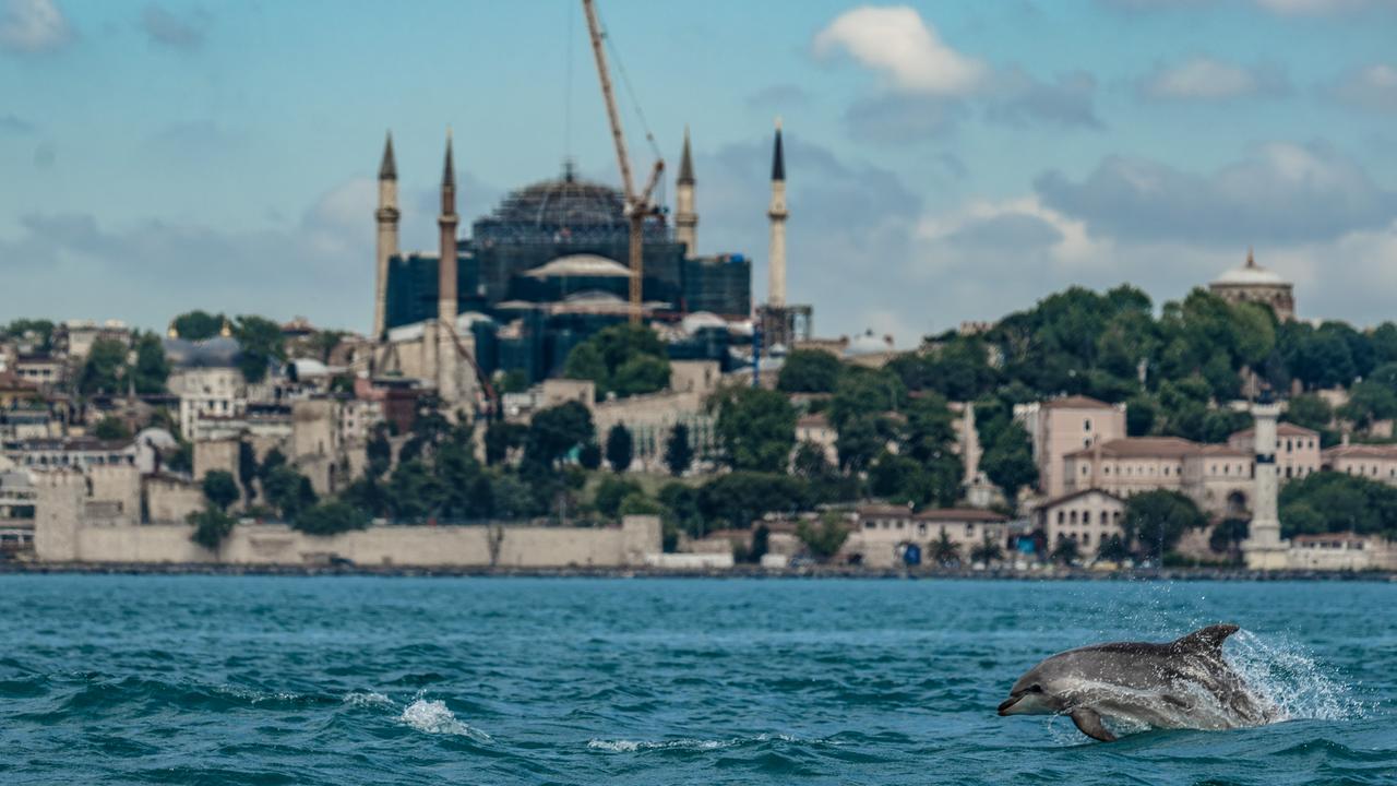 Bosphorus dolphins pull surprise visit on marine experts