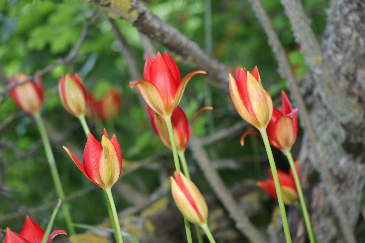 Lost Amasya tulip rediscovered in Türkiye after 130 years
