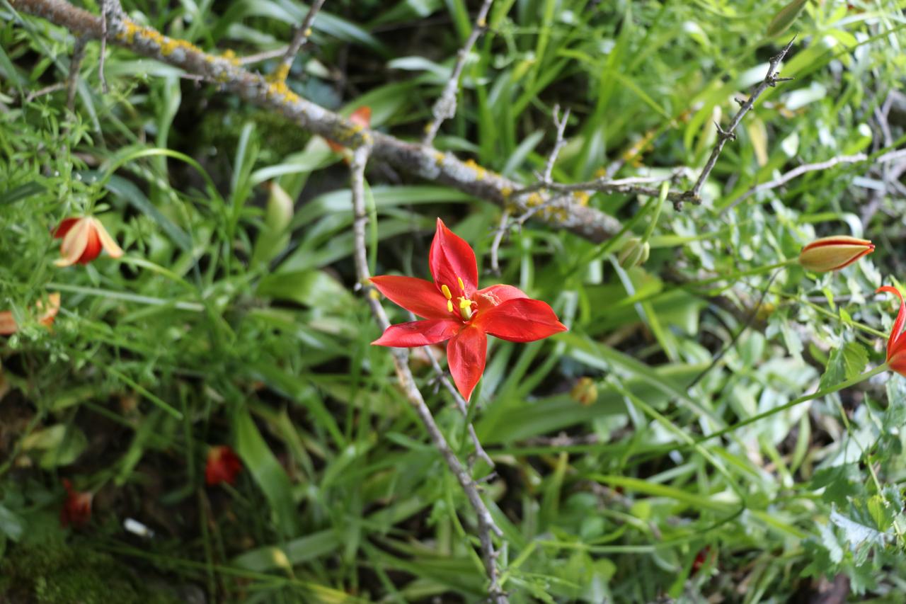 The endemic “Lost Amasya tulip” is seen in Amasya, Türkiye, June 12, 2026. (AA Photo)