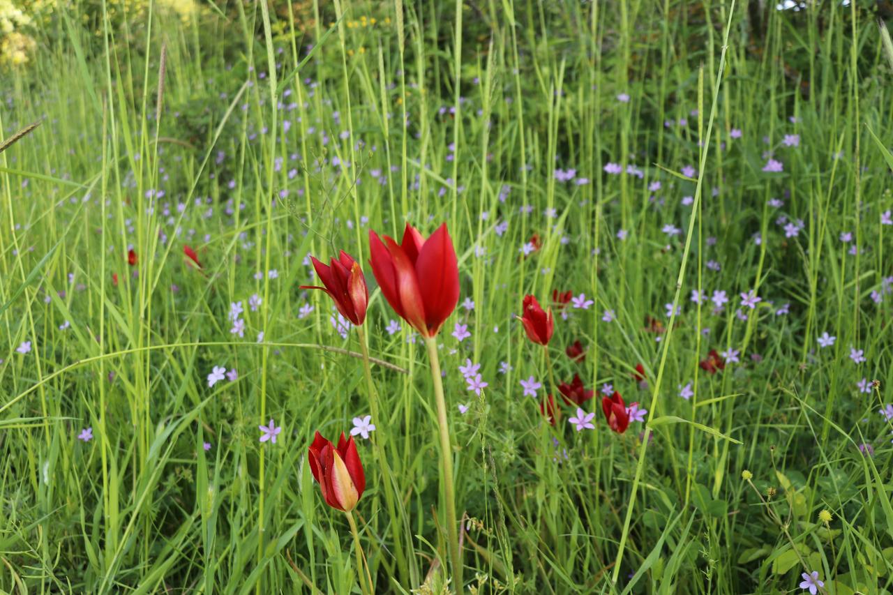 The endemic “Lost Amasya tulip” is seen in Amasya, Türkiye, June 12, 2026. (AA Photo)