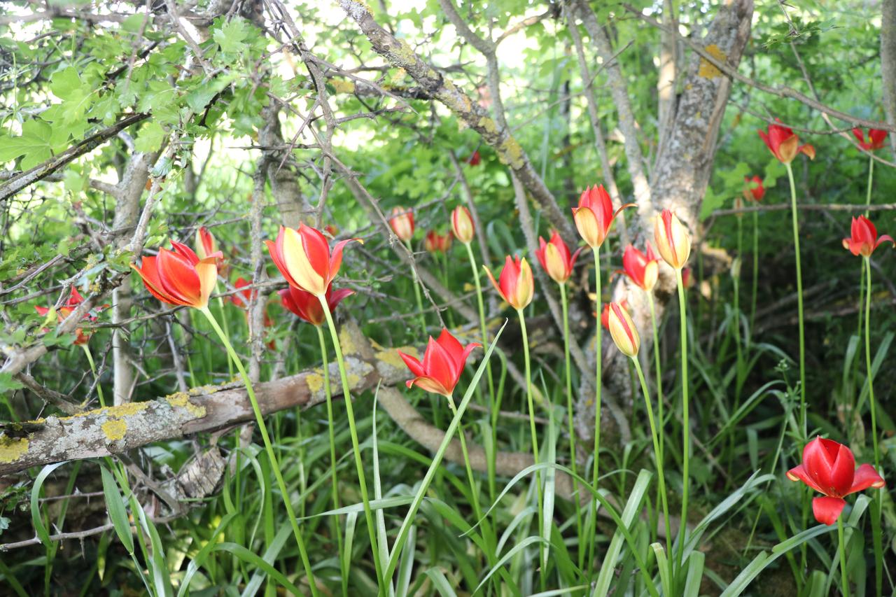 The endemic “Lost Amasya tulip” is seen in Amasya, Türkiye, June 12, 2026. (AA Photo)