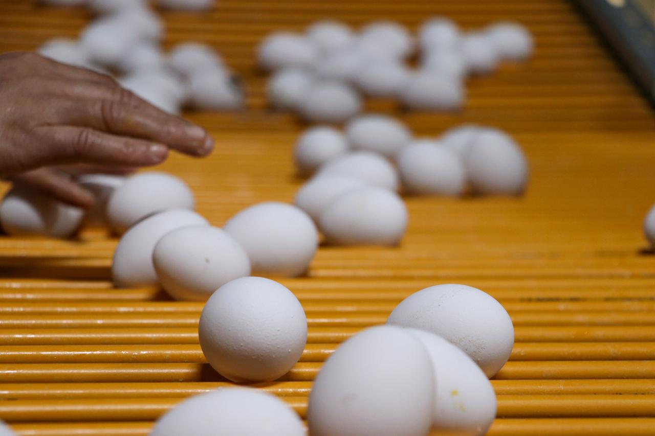 Workers sort and package eggs at a production facility in Izmir, Türkiye, accessed on June 13, 2026. (AA Photo)