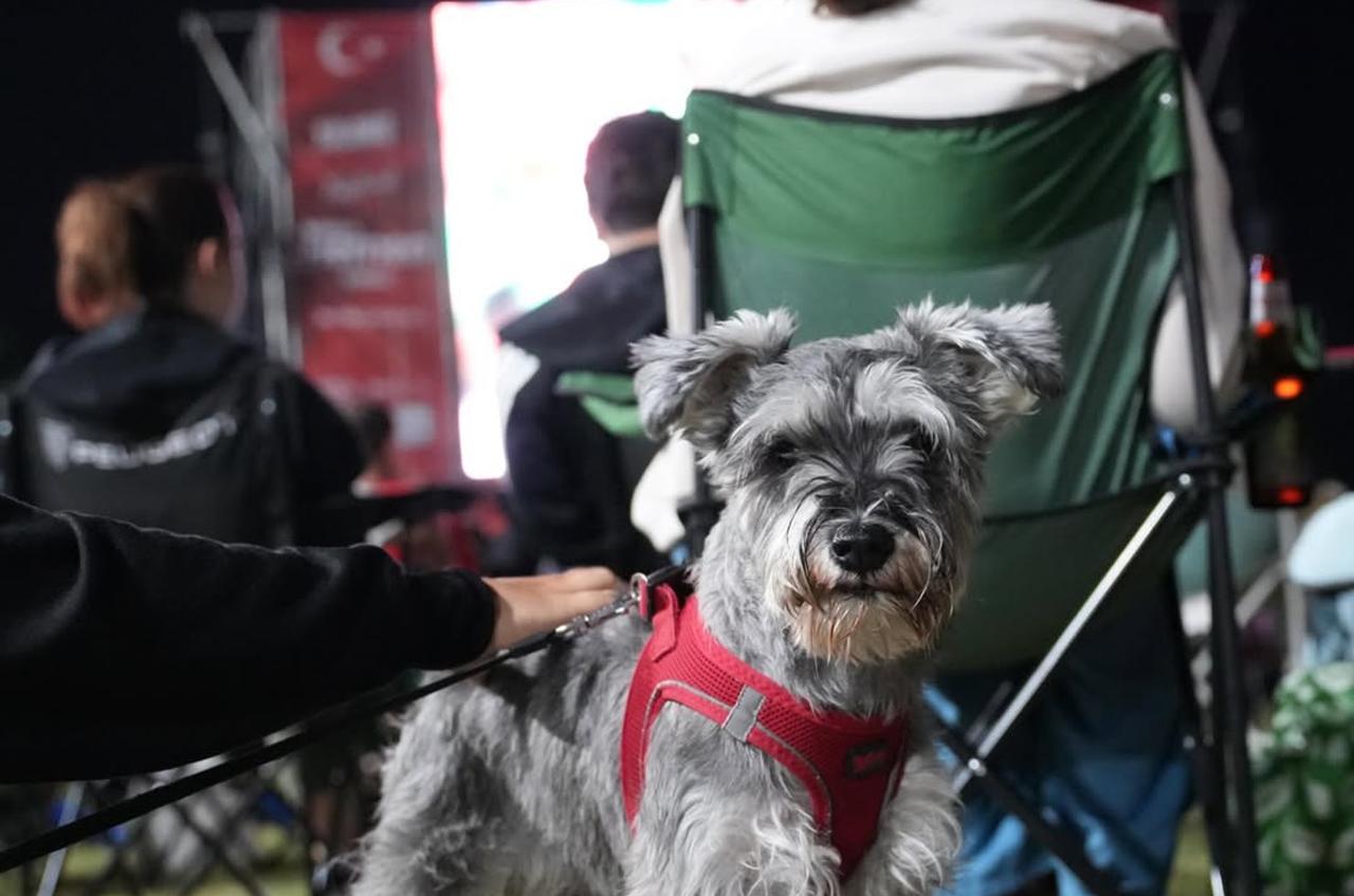 A dog joins football fans during an open-air World Cup screening at Kalamis Ataturk Park in Istanbul, Türkiye. (Photo via Instagram/@kadikoybelediye)
