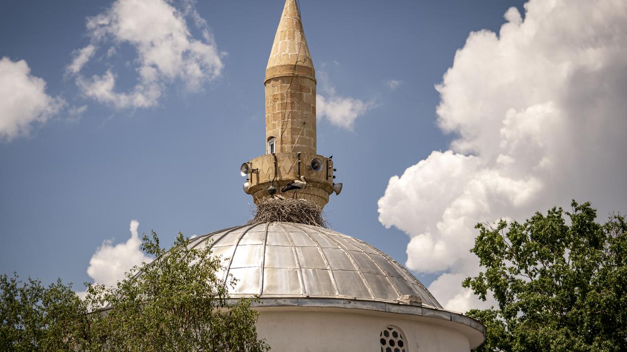 Erzurum's storks settle into new mosque dome nests
