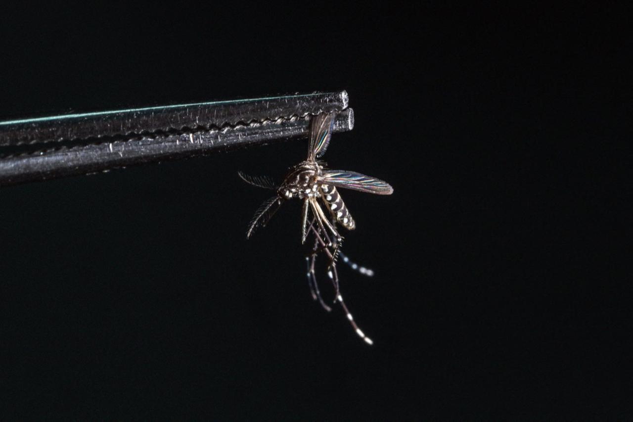 Malaysia sees sharp rise in dengue cases as new virus variant spreads