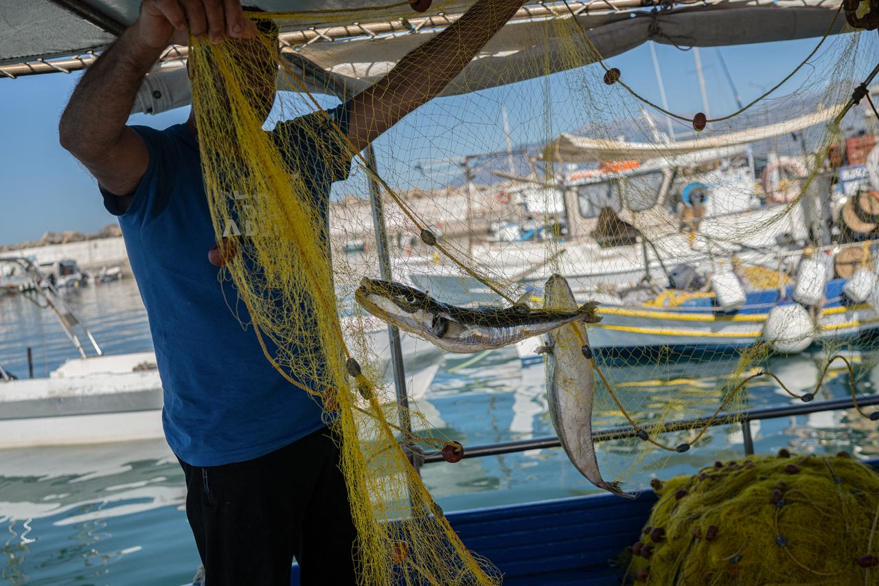 Invasive pufferfish push Greek fishing industry to financial ruin