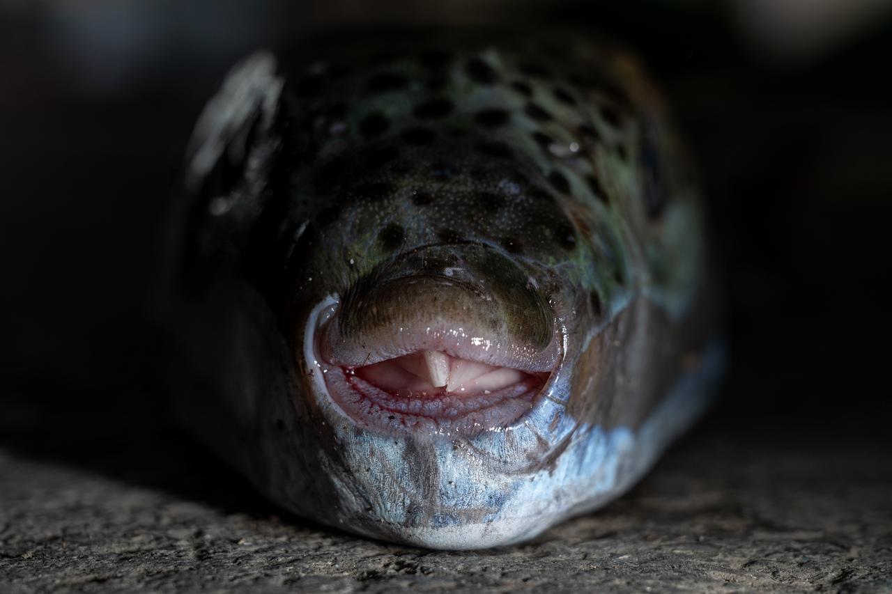 Silver-cheeked pufferfish (Lagocephalus sceleratus) caught by a fisherman at the port of Ierapetra, on the island of Crete, on June 2, 2026. (AFP Photo)
