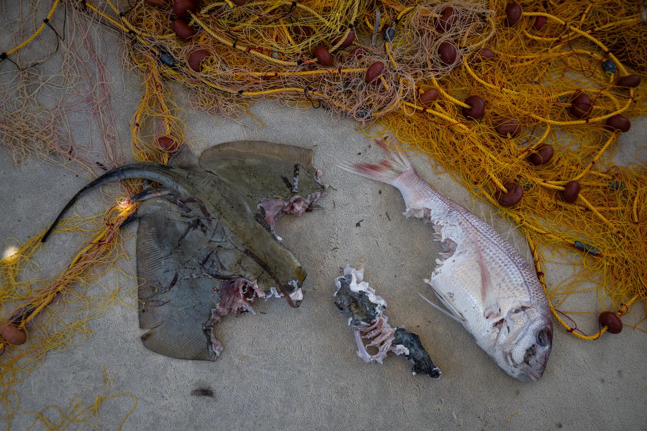 Red porgy (Pagrus pagrus) (R) and a ray (L) partially eaten by pufferfish next to fishing net, at the port of Ierapetra, on the island of Crete, on June 3, 2026. (AFP Photo)