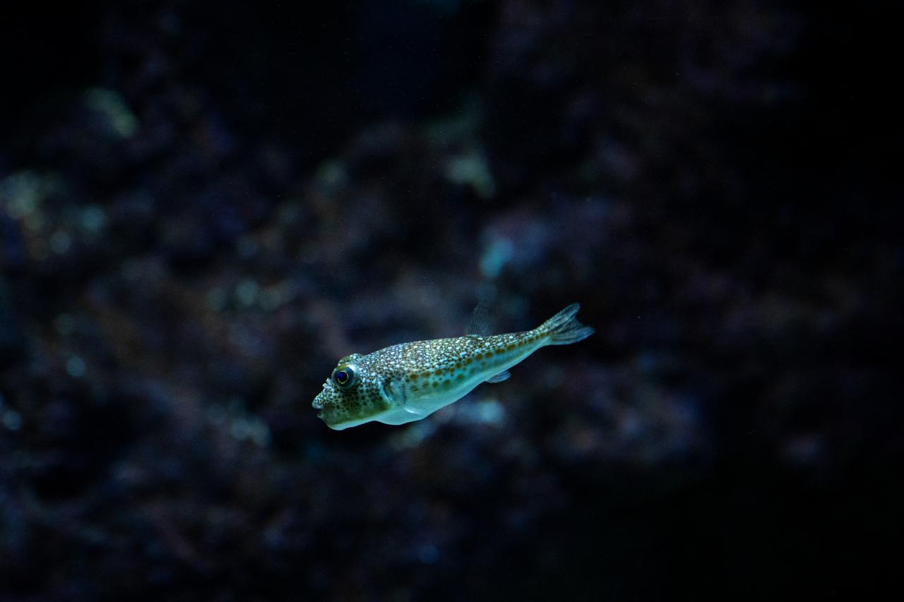 Yellow-spotted pufferfish swimming in a tank at Cretaquarium Thalassokosmos in Heraklion, on the island of Crete, on June 2, 2026. (AFP Photo)