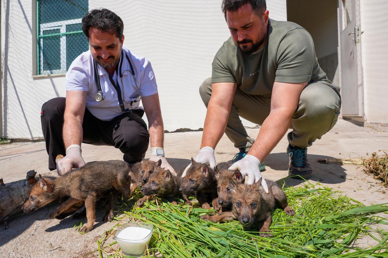 Türkiye releases over 3.7M animals into nature in 2025