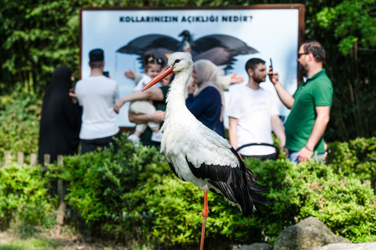 A stork stands at the “Home for Disabled Storks” within Ormanya Wildlife Park in Kocaeli, Türkiye, May 10, 2026. (AA Photo)