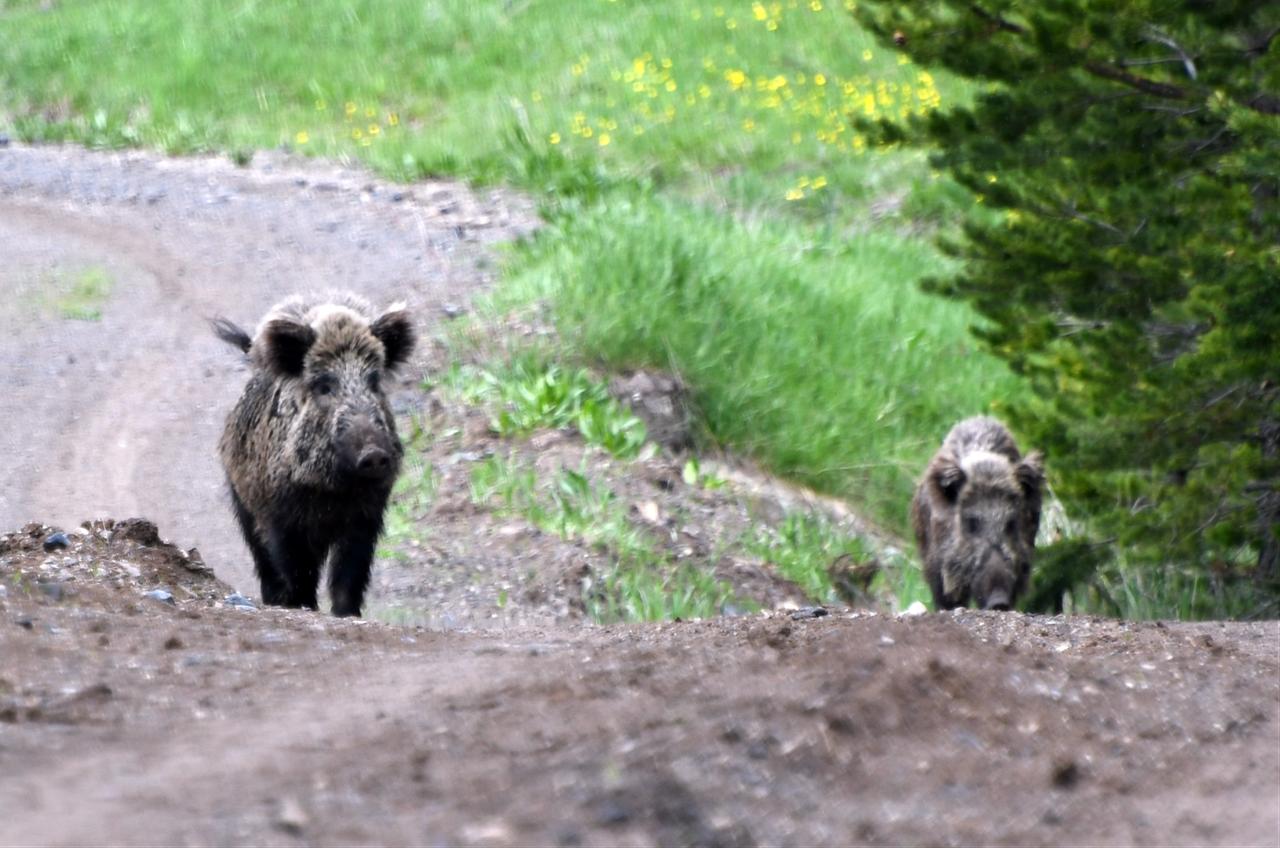 A view of wild boars foraging for food near the Suludere forested area in the Sarikamis district of Kars, Türkiye, June 6, 2026. (AA Photo)