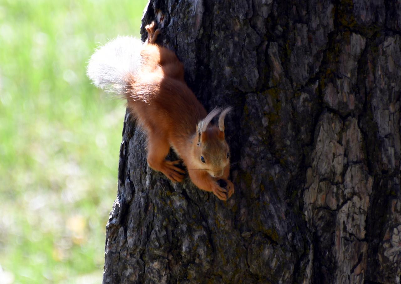 A view of red squirrel is observed feeding on pine cones amidst the Camasir Dere forested region in the Sarikamis district of Kars, Türkiye, June 6, 2026. (AA Photo)