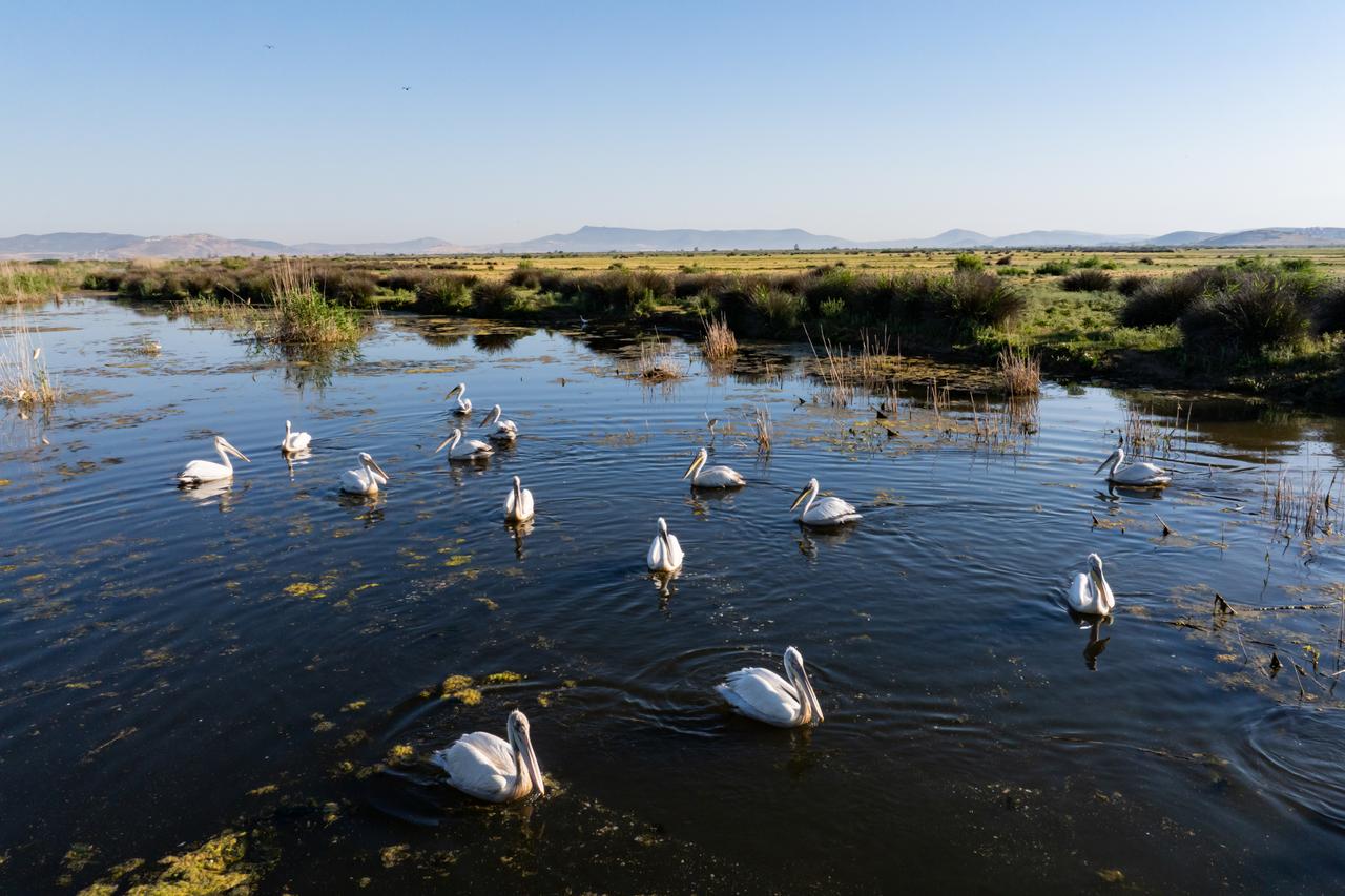 Wild birds are seen at Gediz Delta, which also hosts different kind of bird species, in Izmir, Türkiye, June 01, 2026. (AA Photo)