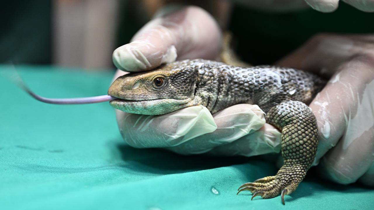 39 exotic reptiles rescued in Istanbul relocated to Gaziantep Image