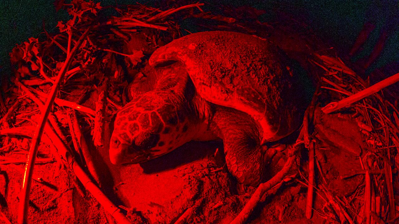 Endangered loggerhead sea turtle begins nesting season on Antalya’s Belek beach