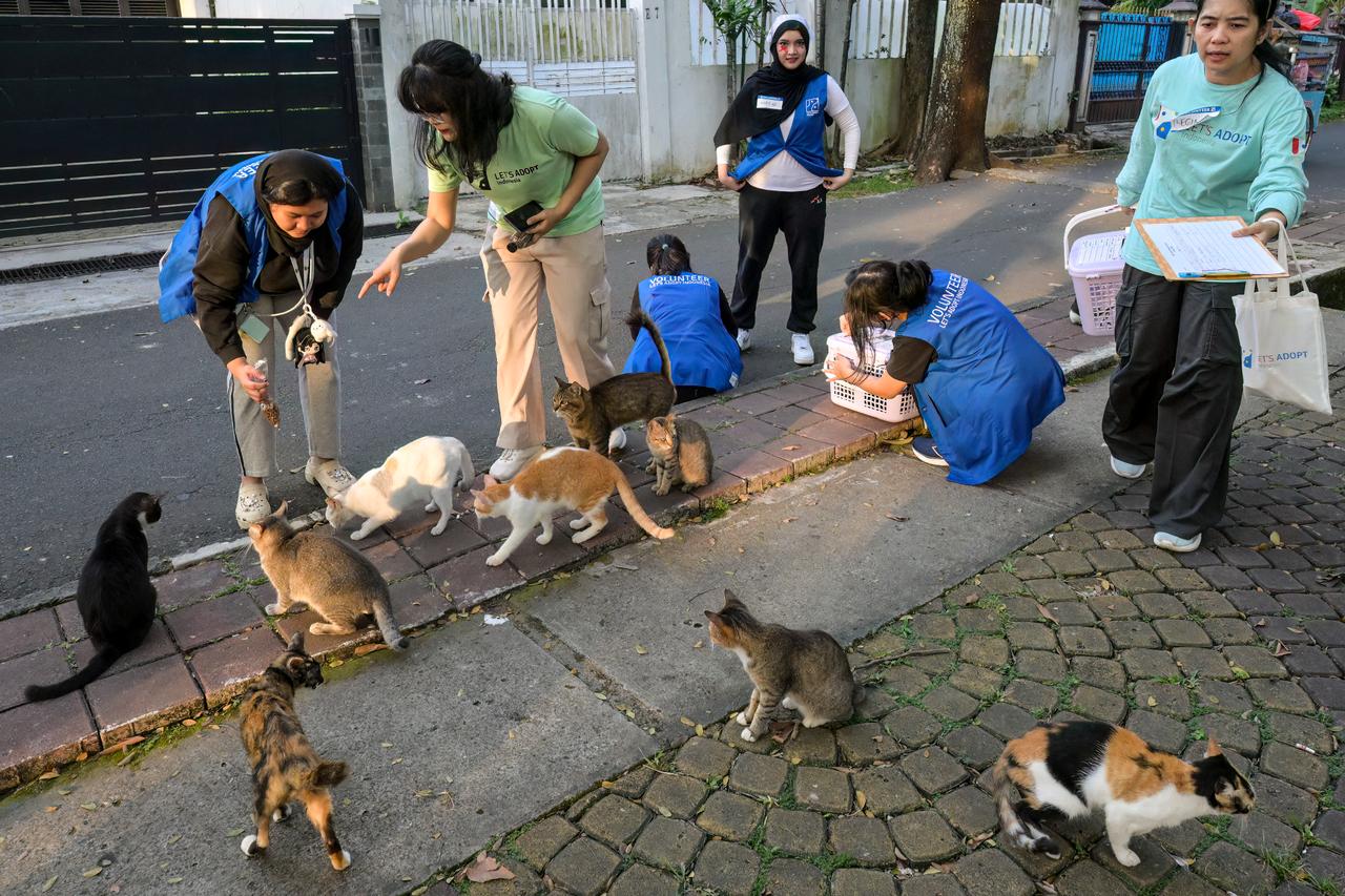 Jakarta launches sterilization blitz to battle ‘cat-astrophic’ stray numbers