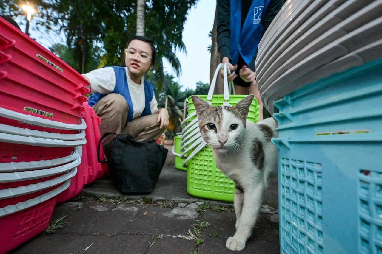 Volunteer preparing carriers to transport stray cats from a park in Jakarta to be vaccinated and neutered. (AFP Photo)