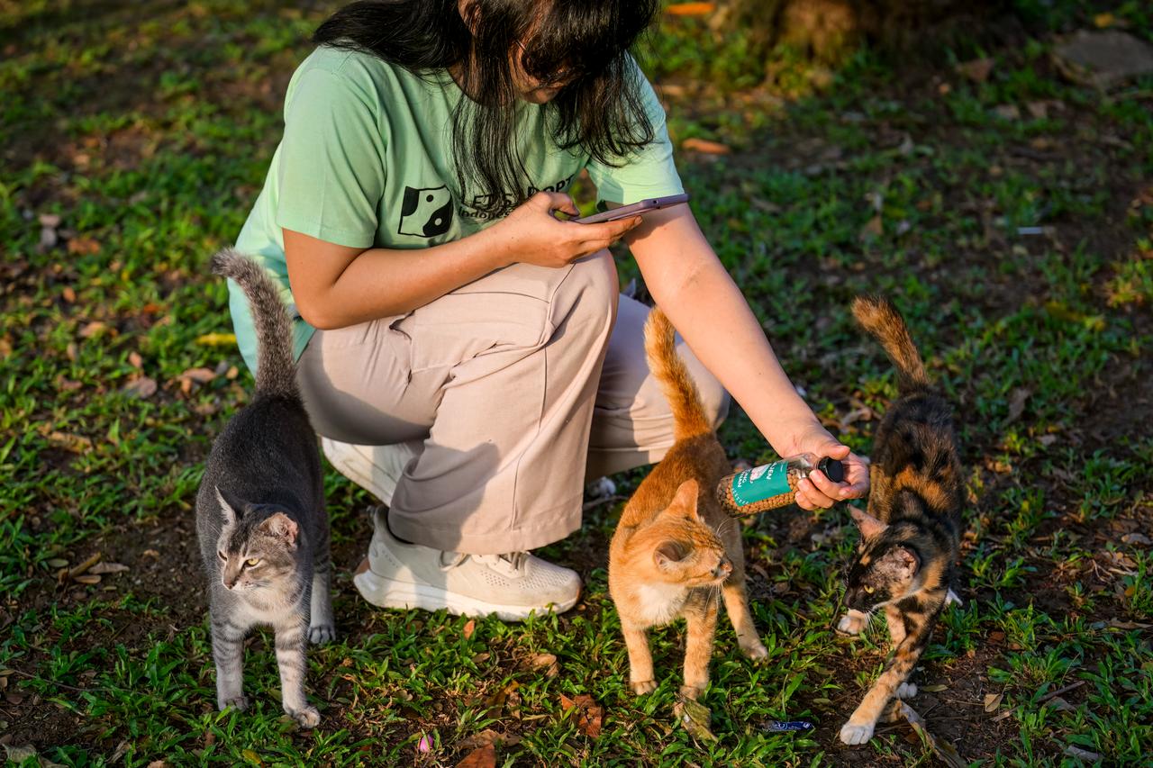 Volunteer calling stray cats with food before checking if they have been neutered or not at a park in Jakarta. (AFP Photo)
