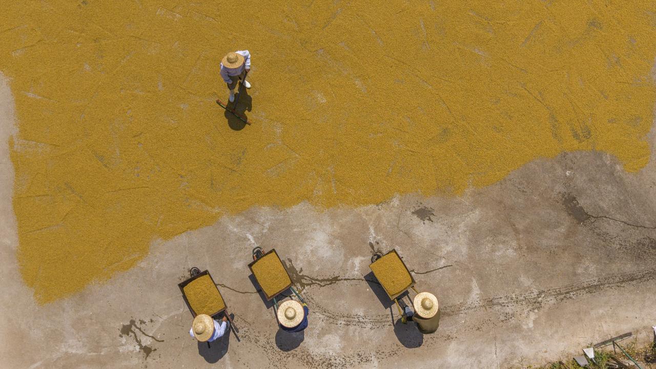 From field to cauldron: The labor-intensive art of boiling wheat in Iraq Image