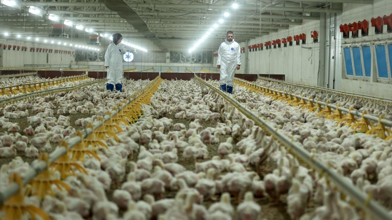 Workers monitor broiler chickens at a commercial poultry farm in Türkiye. (AA Photo)