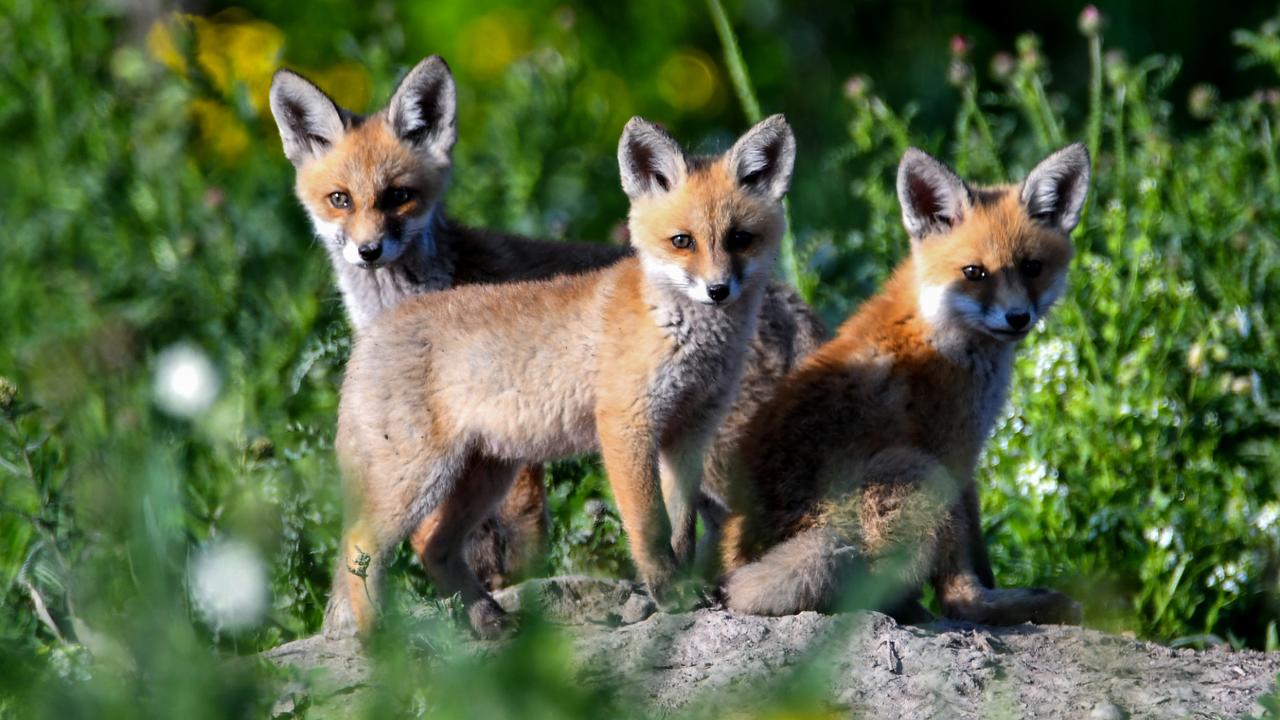 Fox family welcomes spring in Kars, Türkiye