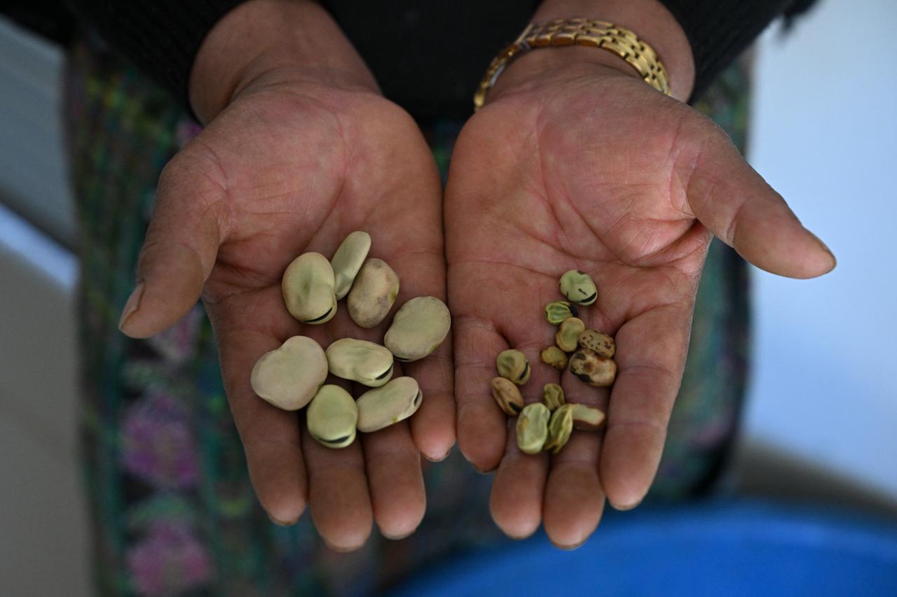 El Nino threatens food security across drought-stricken Central America