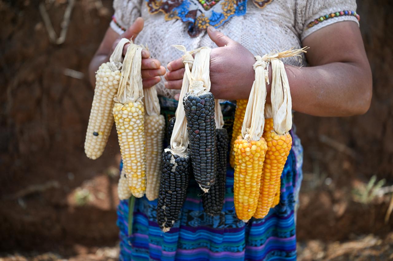 Indigenous woman Catarina Sica, 39, shows different types of native corn she grows at her house in Cunen, Guatemala, on May 27, 2026. (AFP Photo)