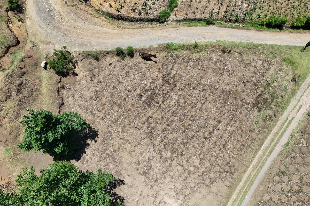 Aerial view of a drought-affected corn plantation in Cunen, Guatemala, on May 27, 2026. (AFP Photo)