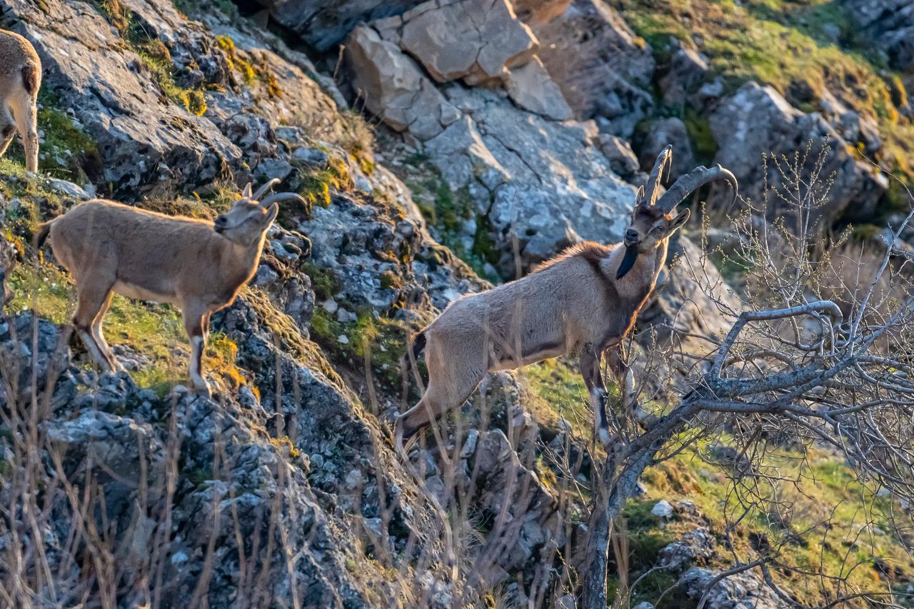 Rare drone footage captures wolf hunt in Türkiye’s Tunceli