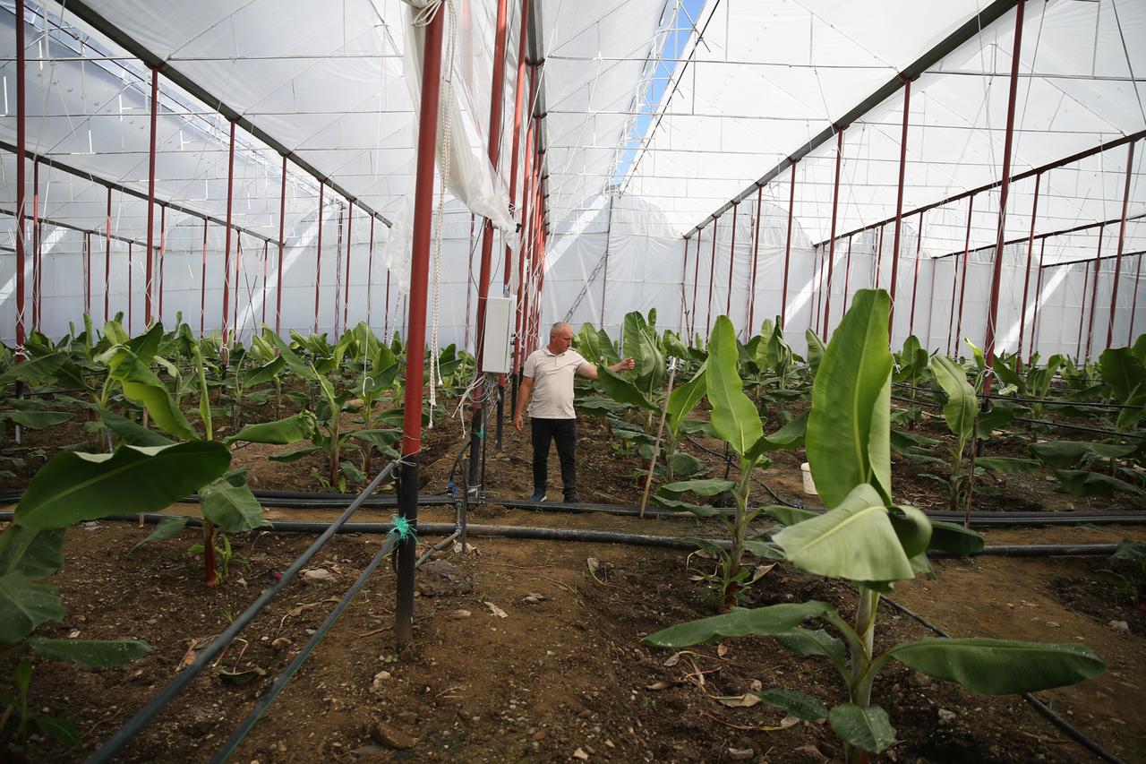 Alanya tropical fruit growers turn to smart automation against climate change